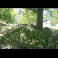 خریدگردواجاره تکاندن(تکان)وچیدن با اکیپ(نیروی)|خدمات باغبانی و درختکاری|خرم‌آباد, |دیوار