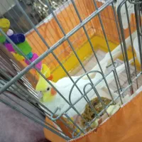 عروس هلندی لوتینو نر