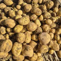 سیب زمینی|خوردنی و آشامیدنی|تهران, سردارجنگل|دیوار