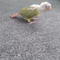 جوجه گرینچیک