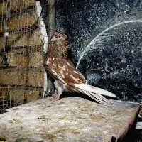 سرور‌پرشی|پرنده|پیر بکران, |دیوار