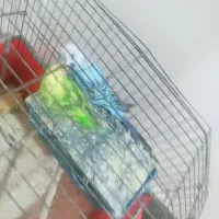 مرغ عشق|پرنده|مسجد سلیمان, |دیوار