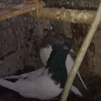 جفت‌ماده‌به‌شرط|پرنده|ساوه, |دیوار