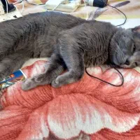 گربه بلو نر