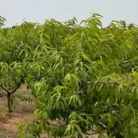 زمین باغی ۲۸۰۰متر واقع در طبقده|فروش زمین و ملک کلنگی|طبقده, |دیوار