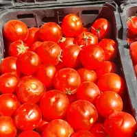 آبگیری گوجه درب منزل