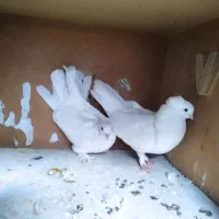 کفتر کبوتر،|پرنده|قم, چهار مردان|دیوار