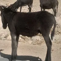 فروش ومعاوضه خربااسب|حیوانات مزرعه|ارژن, |دیوار