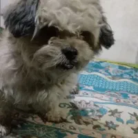 فروش.سگ.نژاد.تریر