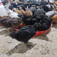 جوجه و مرغ و خروس محلی گلپایگان