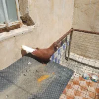 کفتر سرخ دم سفید ماده معاوضه با پلاکی یا پرنده