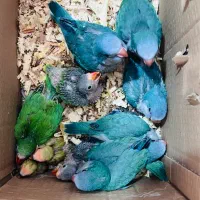 طوطی راهب ملنگو گرینچیک برزیلی کنگان بنک (سیمرغ)