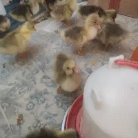 قوغاز بالغ و جوجه قوغاز