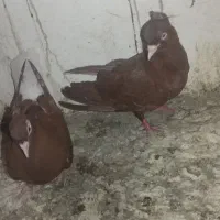 کبوتر کفتر دم‌سفید
