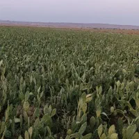 کاکتوس اپونتیا