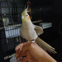 جفت عروس هلندی