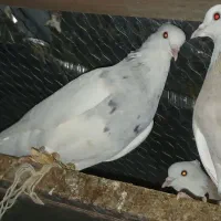 ط و ق|پرنده|دشت ذهاب, |دیوار