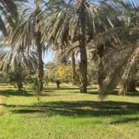 فروش اب کشاورزی|فروش دفتر صنعتی، کشاورزی، تجاری|سیب و سوران, |دیوار