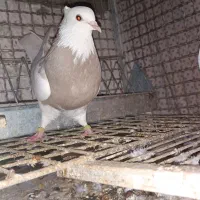 ماده زرد طوقی پا لخت