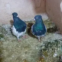 کفتر|پرنده|مشهد, طبرسی شمالی|دیوار