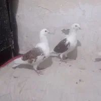 سلام برهمه عشق بازان