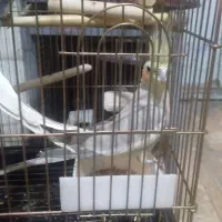 عروس هلندی سرحال|پرنده|کوهدشت, |دیوار