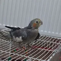 عروس هلندی ماده