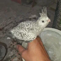 جوجه عروس هلندی ایزابلا|پرنده|بندرعباس, |دیوار