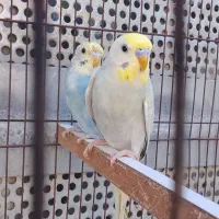 مرغ عشق تک و جفت بالغ