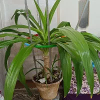 گل سوسن بزرگ