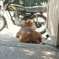 سگ پیتبول داگو