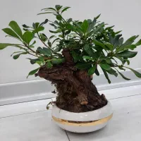 فروش فوری گل