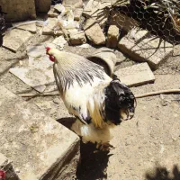 تخم مرغ نطفه داره