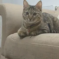 گربه 4ماه دستی