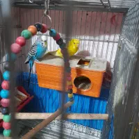 مرق عشق|پرنده|شاهین‌شهر, شهرک میلاد|دیوار