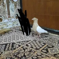 کبوتر سینه زرد