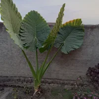 گل باباآدم بزرگ وکوچک|گل و گیاه طبیعی|گرگان, |دیوار