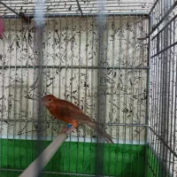 قناری سوخته ترکی|پرنده|شاهینشهر, طالقانی|دیوار