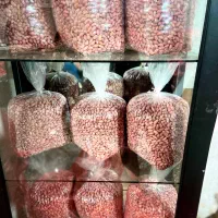 مغز بادام زمینی|عمده‌فروشی|آستانه اشرفیه, |دیوار