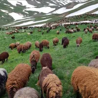 گوسفند زنده و بزغاله چاق کوهستان درباغستان