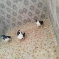 کبوتر|پرنده|مرودشت, ژیان|دیوار