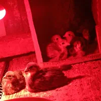 آیسبار سوئدی تخم سبز