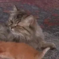 واگذاری گربه های  اسکاتیش رنگ خاص وکمیاب