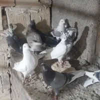 ۱۲ عدد کفتر پرشی|پرنده|گلستان (تهران), |دیوار
