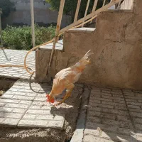 خروس|حیوانات مزرعه|آبیک, |دیوار