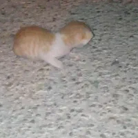 واگذاری گربه