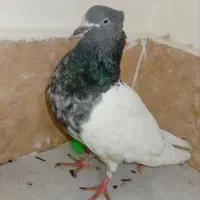 کبوتر کله