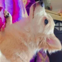 سگ پامر روباهی