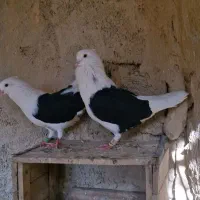 سه تا دوکت سیاه درشت