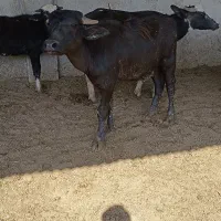 گوساله گاومیش اهوازی.گاو|حیوانات مزرعه|شیراز, نیستان|دیوار